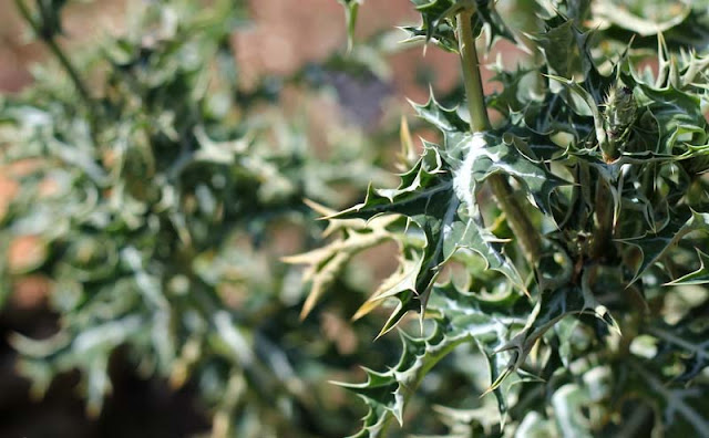 Argemone Mexicana Flowers Pictures