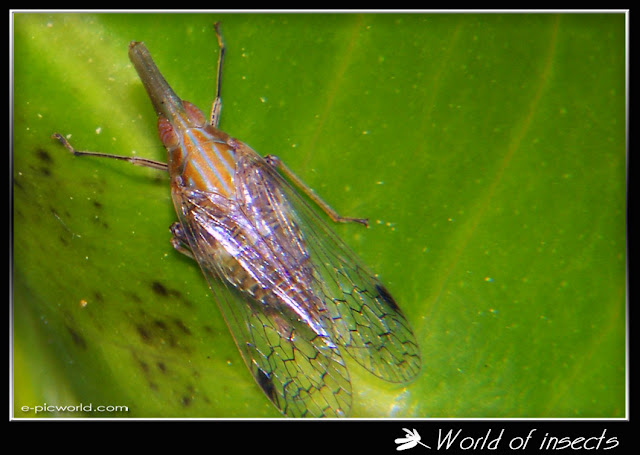 treehopper picture