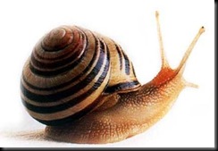 snigel-717552