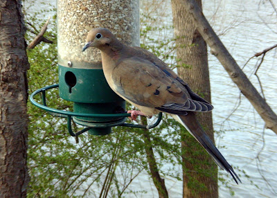 Mourning Dove