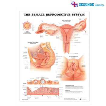 Anatomical Chart Sistem Reproduksi Perempuan