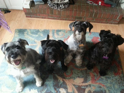 McElyea standard schnauzers pet therapy