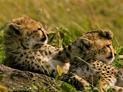 cheetahs love animal pictures