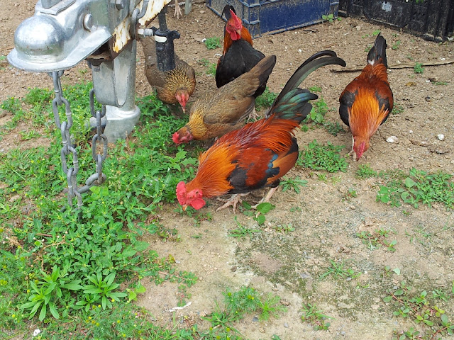 Lucky chicks with their rooster