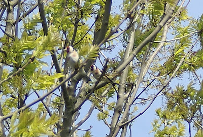 Putter - Putter - Carduelis carduelis