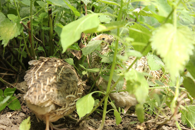 Creating a Natural Safe Quail Environment