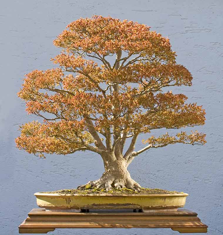 Walter Pall Bonsai  Adventures deciduous  trees in spring