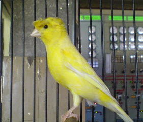 Gambar Burung  Kenari  Warna  Kuning  Lucu Gambar Foto 