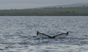 Whale Tail