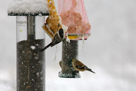 goldfinches and chickadee at February feeder