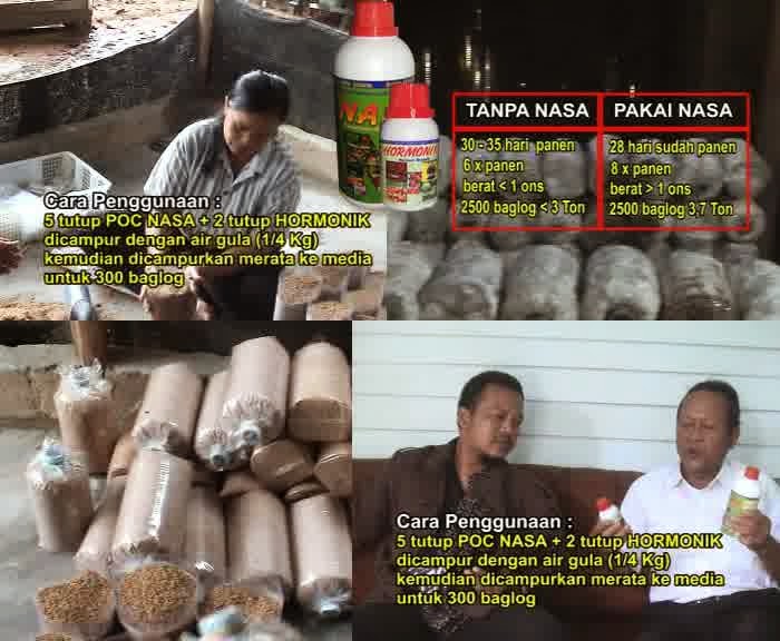 budidaya jamur tiram organik nasa