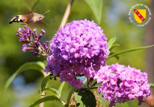 Moro sphinx (Macroglossum stellatarum)