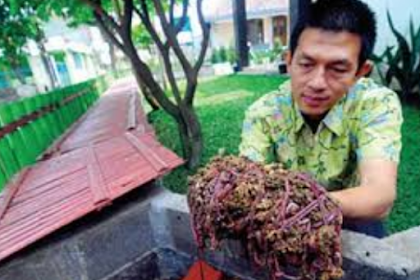 Ternak Cacing Tanah Untuk Pakan Ikan