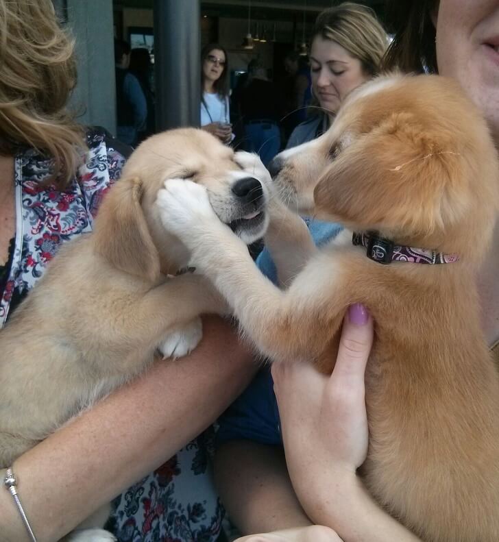 25 Hilariously Adorable Reactions Of Animals To Experiences They Had For The First Time