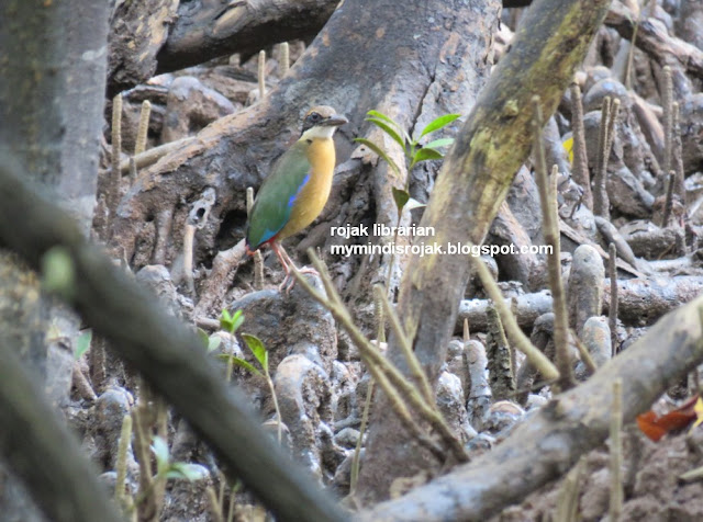 Mangrove Pitta in Ubin 