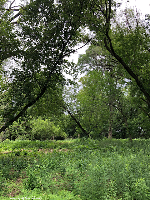 Enchanting woodlands of Havenwoods State Forest in Milwaukee, Wisconsin.