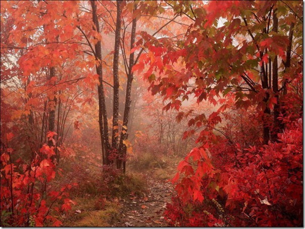 Lindas imagens de folhas do outono (31)