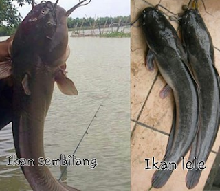 ikan sembilang dan ikan lele