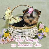 Que tengas un hermoso día - Perrito en canasta con flores y mensaje para compartir en facebook