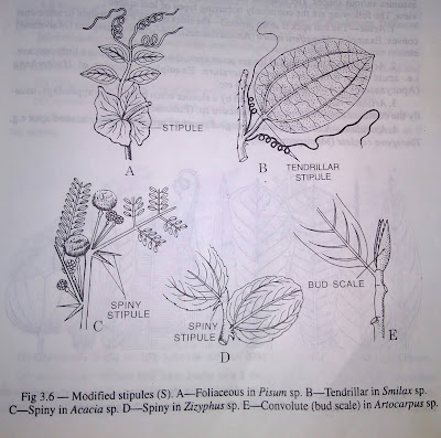 Leaf:stipule, STIPEL and structure of various leaf apices-digieduco