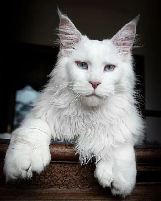 Huge white polydactyl Maine Coon