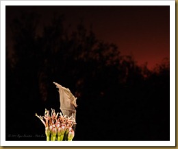 untitled Lesser Long-nosed Bat -D3C_3102 September 18, 2011 NIKON D300S