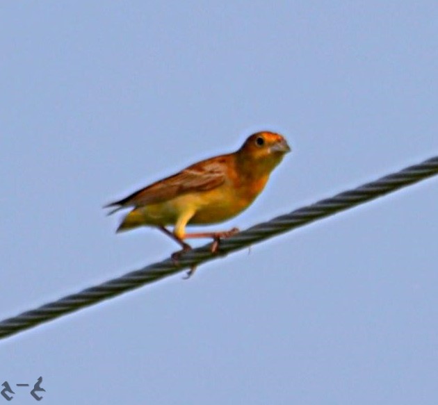 The red-headed bunting (Emberiza bruniceps)