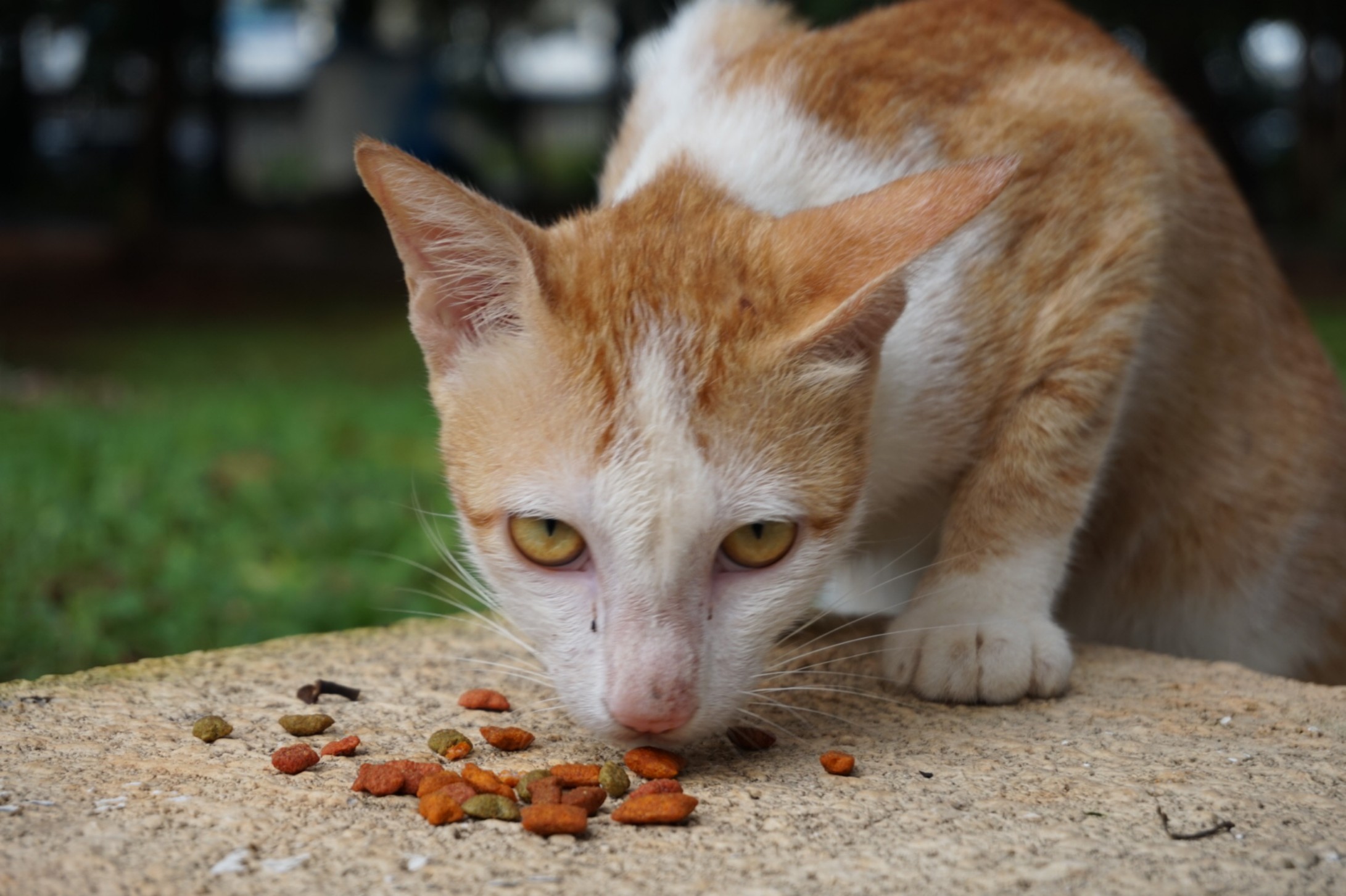 Animonda Carny Cat Drink, air minum kucing