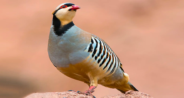 Which is the national bird of Pakistan?