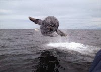 35 Perfectly Timed Animal Photos