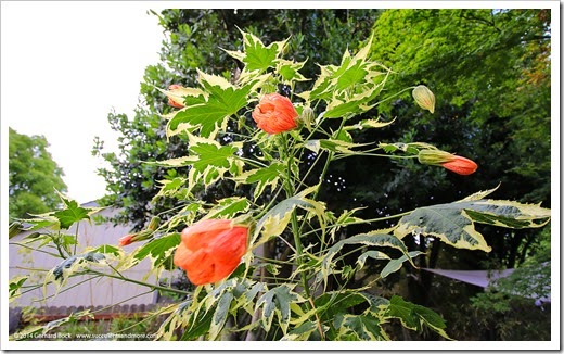 140625_Abutilon-Souvenir-de-Bonn_002