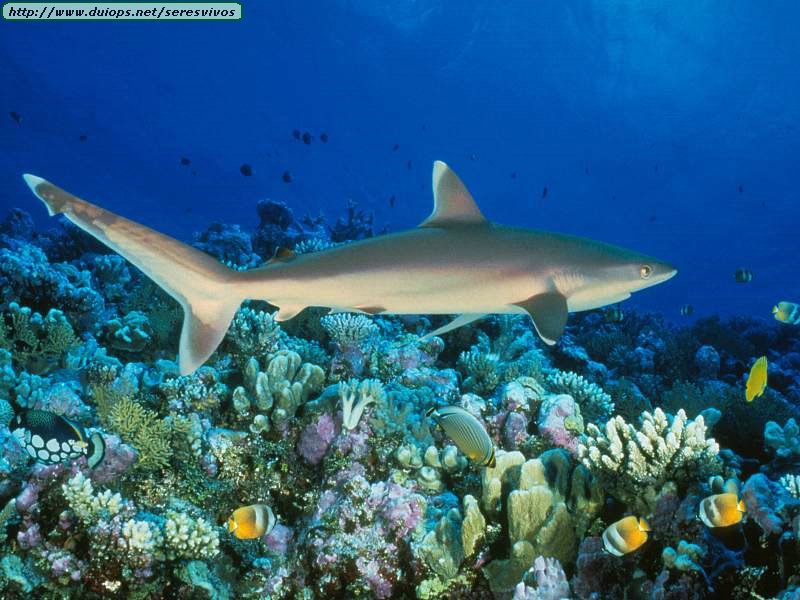 in the Great Barrier Reefs