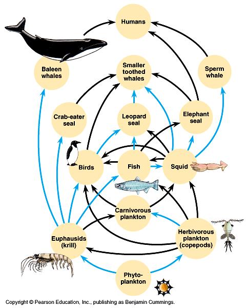 simple food chain diagram. For example, think of food