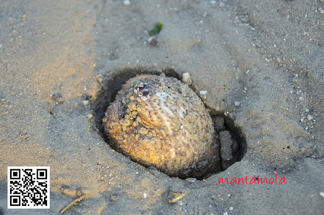 Ball sea cucumber (Phyllophorus spiculata) 