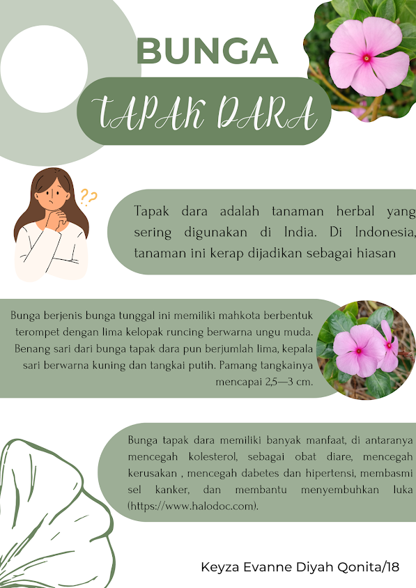 Infografik Laporan Hasil Observasi Bunga Tapak Dara