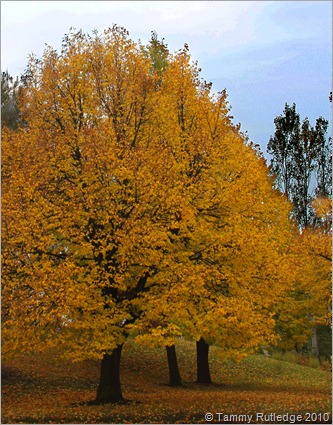 tree1