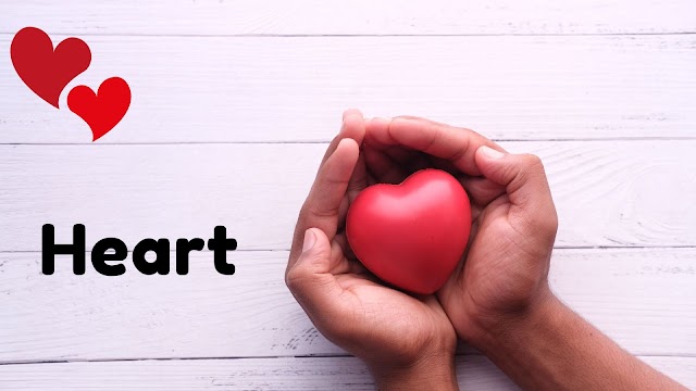 The Heart: A Comprehensive Examination