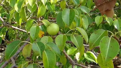 manchineel tree