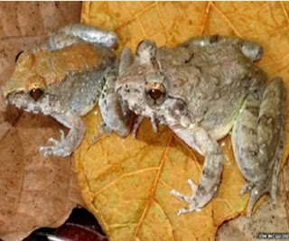 Bukannya Bertelur Spesies Katak Ini Justru Berkembang  