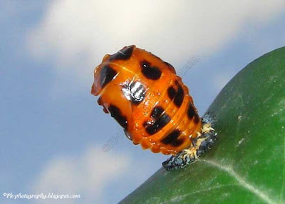 Ladybug Pupa