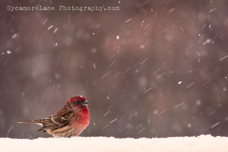 SycamoreLane Photography--house finch