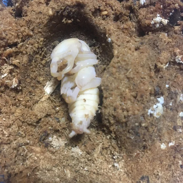 Asian stag beetle pupae Japanese stag beetle pupae