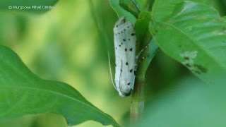 Myelois circumvoluta DSC164490