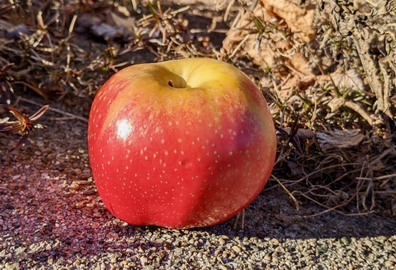 Ribbed, broad apple with warm red blush