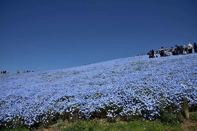国営ひたち海浜公園の丘陵に咲き広がるネモフィラ