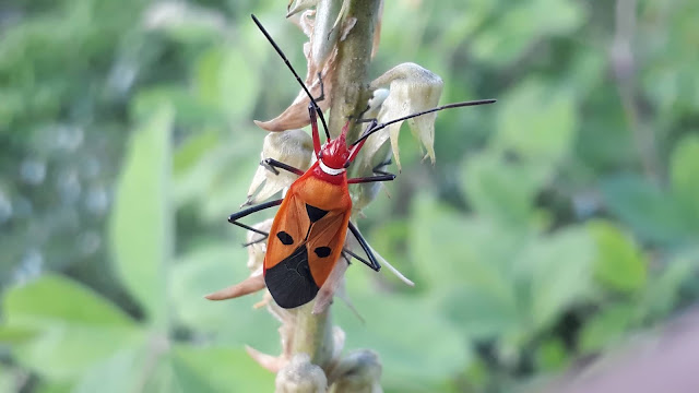 Red Cotton Stainer Bug (Dysdercus cingulatus)