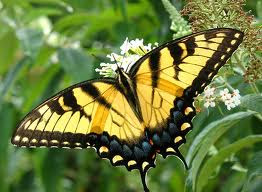 The Tiger Swallowtail Butterfly