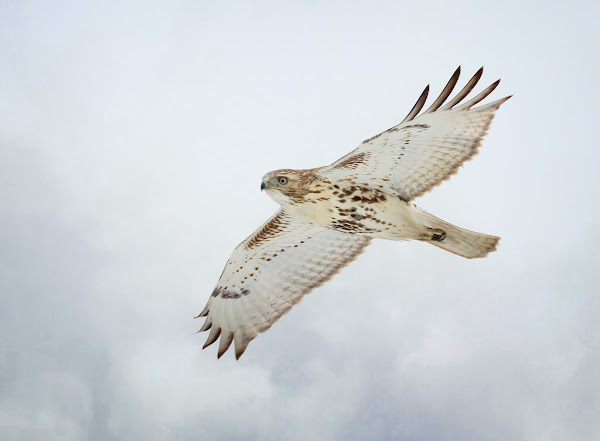 An immature red-tail flying against a cloudy backdrop.