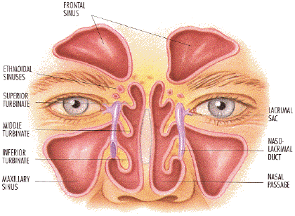 ent expert ranchi