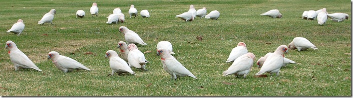 corellas